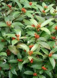 Sarcandra Glabra Flower Seeds for Planting – Cut Flower Favorite, Heirloom, Non-GMO, High Germination