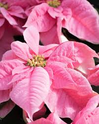 Poinsettia Flower Seeds for Planting – Easy to Grow, Heirloom, GMO Free Organic Garden Seeds