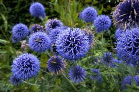 Echinops Flower Seeds for Planting – Premium Quality, Heirloom & Non-GMO Seeds