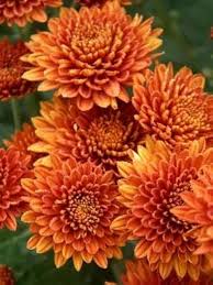 Orange Chrysanthemum Flower Seeds for Planting – Wildflower Heirloom, Non-GMO, High Germination Garden Seeds
