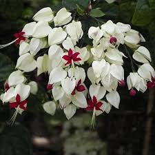 White Red Clerodendrum Flower Seeds for Planting – Heirloom, Non-GMO, High Germination Organic Garden Seeds