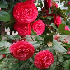 Camellia Flower Seeds for Planting – Heirloom, Non-GMO, Bright Blooms Organic Garden Seeds