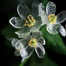Skeleton Flower Seeds for Planting - Seasonal Bloomer, Heirloom, Non-GMO, High Germination Organic Garden Seeds