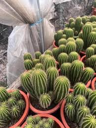 Green Neobuxbaumia Flower Seeds for Planting – Heirloom Non-GMO High Germination Organic Garden Seeds