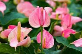 Pink Anthurium Linden Flower Seeds for Planting – Compact Growth, Heirloom, Non-GMO, High Germination Garden Seeds