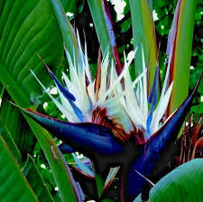 White Strelitzia Flower Seeds for Planting – Heirloom, Non-GMO, Garden Favorite, High Germination