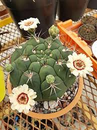 Gymnocalycium Flower Seeds for Planting - Wildflower Mix, Heirloom, Non-GMO, High Germination Organic Garden Seeds