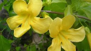 Dolichandra Unguis Flower Seeds for Planting – Seasonal Bloomer, Heirloom, Non-GMO, High Germination Garden Seeds