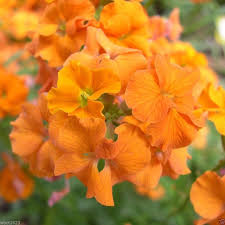 Erysimum Flower Seeds for Planting – Heirloom, Non-GMO, High Germination Wildflower Mix Seeds