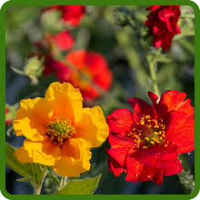 Geum Flower Seeds for Planting – Fragrant Blossoms, Heirloom, Non-GMO, High Germination