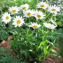 White Leucanthemum Flower Seeds for Planting – Heirloom, Non-GMO, High Germination Organic Garden Seeds