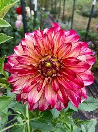 September Morn Dahlia Flower Seeds for Planting – Fragrant Blossoms, Heirloom, Non-GMO, High Germination