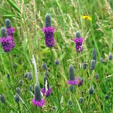 Dalea Purpurea Flower Seeds for Planting - Drought Tolerant, Heirloom, Non-GMO, High Germination Organic Garden Seeds