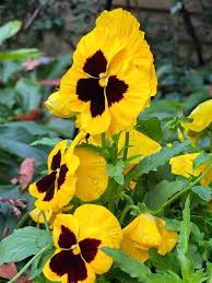 Yellow Pansy Flower Seeds for Planting – Heirloom, Non-GMO, High Germination Organic Garden Seeds