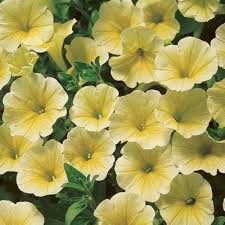 Yellow and White Petunia Flower Seeds for Planting – Heirloom, Non-GMO, Pollinator Friendly, High Germination