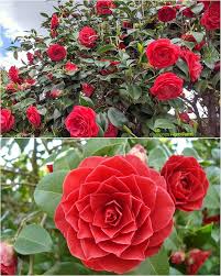 Camellia Flower Seeds for Planting - Shade Tolerant, Heirloom, Non-GMO, Organic Garden Seeds, High Germination