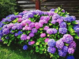 Mixed Hydrangea Flower Seeds for Planting – Border-Perfect Heirloom, Non-GMO, High Germination Garden Seeds