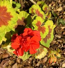 Green Geranium Flower Seeds for Planting | Heirloom Non-GMO High Germination