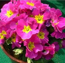 Pink Primrose Flower Seeds for Planting – Heirloom, Non-GMO, High Germination Organic Garden Seeds