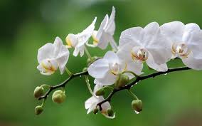 White Butterfly Orchid Flower Seeds for Planting – Easy-to-Grow Heirloom, Non-GMO, High Germination Garden Seeds