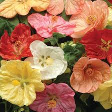 Mixed Abutilon Bellevue Flower Seeds for Planting – Heirloom, Non-GMO, High Germination Organic Garden Seeds