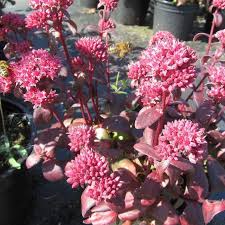 Purple Sedum Flower Seeds for Planting – Heirloom, Non-GMO, High Germination Garden Seeds