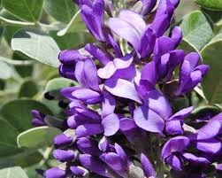 Secundiflora Flower Seeds for Planting – Drought Tolerant, Heirloom, Non-GMO, High Germination