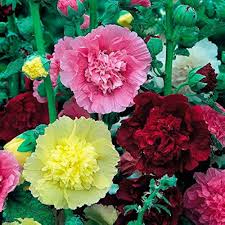 Hollyhock Flower Seeds for Planting – Sun Loving, Heirloom, GMO Free Organic Garden Seeds