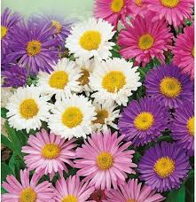 Aromatic Aster Flower Seeds – Heirloom, Non-GMO, Colorful Display Organic Garden Seeds for Planting
