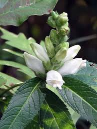 Chelone Glabra Flower Seeds for Planting – Heirloom, Non-GMO, High Germination Organic Garden Seeds