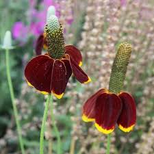 Hat ConeFlower Seeds for Planting – Drought Tolerant, Heirloom, Non-GMO, High Germination Garden Seeds