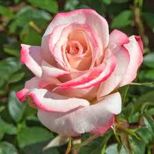 Pink White Rose Flower Seeds for Planting – Heirloom, Non-GMO, High Germination Garden Seeds