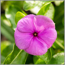 Catharanthus Flower Seeds for Planting – Garden Favorite, Heirloom, Non-GMO, High Germination