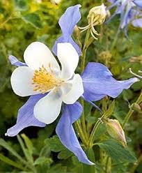 Blue White Aquilegia Coerulea Flower Seeds for Planting – Heirloom, Non-GMO, High Germination Organic Garden Seeds
