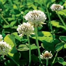 White Clover Flower Seeds for Planting – Vibrant Colors, Heirloom, Non-GMO Seeds for Home Garden