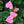 Anthurium Pink Flower Seeds for Planting – Heirloom, Non-GMO, Tropical Blooms