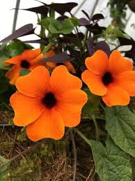 Thunbergia Flower Seeds for Planting - Heirloom, Non-GMO, High Germination Organic Garden Seeds