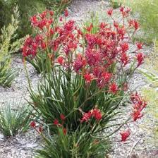 Anigozanthos Flavidus Flower Seeds for Planting | Colorful Display | Heirloom Non-GMO High Germination Seeds
