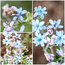Rare Tweedia Flower Seeds for Planting – Heirloom Non-GMO Seeds for Planting, High Germination