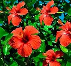 Hibiscus Flower Seeds for Planting – Perfect for Borders Heirloom Non-GMO Organic Garden Seeds