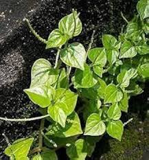 Heirloom Peperomia Pellucida Flower Seeds for Planting – Non-GMO, Long Bloom Season, High Germination