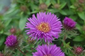 Purple Aster Novae Angliae Flower Seeds for Planting – Sun Loving, Heirloom, Non-GMO, High Germination Organic Garden Seeds