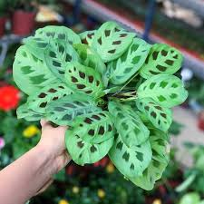 Maranta Leuconeura Flower Seeds for Planting | Heirloom Non-GMO High Germination Organic Garden Seeds