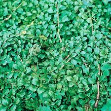 Vegetable Seeds,Garden seeds, Seeds For Planting,Plant Seeds