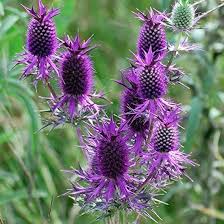 Purple Eryngium Flower Seeds for Planting – Heirloom, Non-GMO, High Germination Organic Garden Seeds