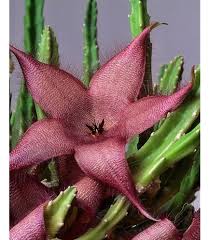 Stapelia Flower Seeds for Planting – Low Maintenance, Heirloom, Non-GMO, High Germination Garden Seeds
