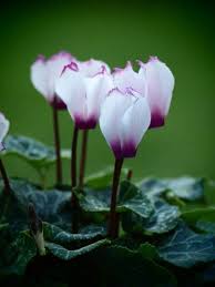 Purple White Cyclamen Flower Seeds for Planting – Heirloom, Non-GMO, High Germination Organic Garden Seeds