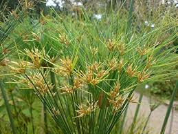 Papyrus Flower Seeds for Planting – Heirloom, Non-GMO, Long Bloom Season Organic Garden Seeds