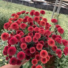 Red Marigold Flower Seeds for Planting – Heirloom, Non-GMO, Cut Flower Favorite Organic Garden Seeds