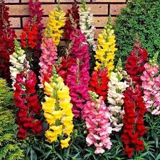 Antirrhinum Flower Seeds for Planting – Pollinator Friendly, Heirloom, Non-GMO, High Germination Garden Seeds